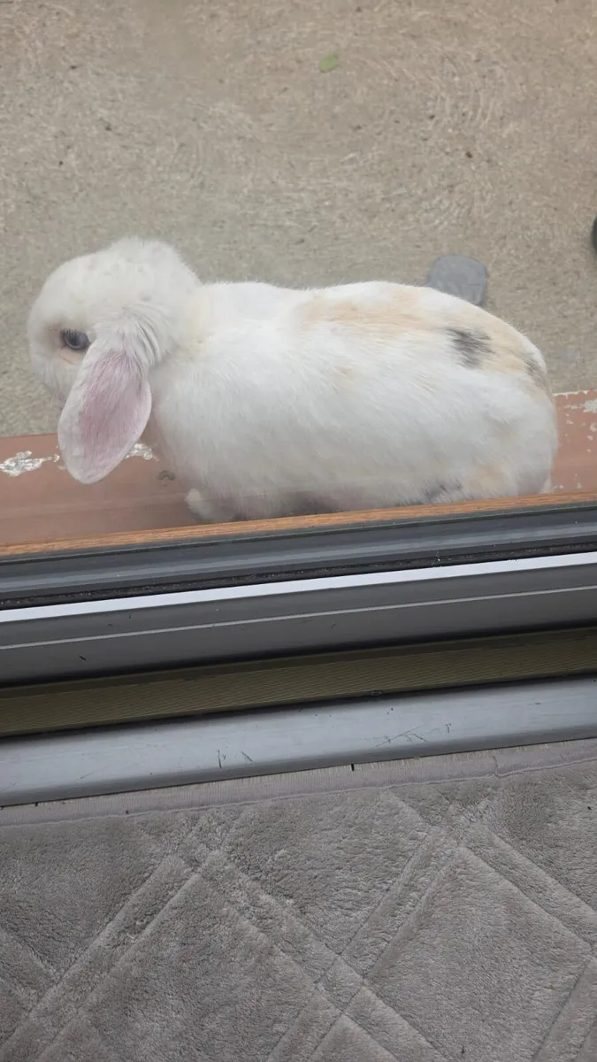 Rabbit for sale