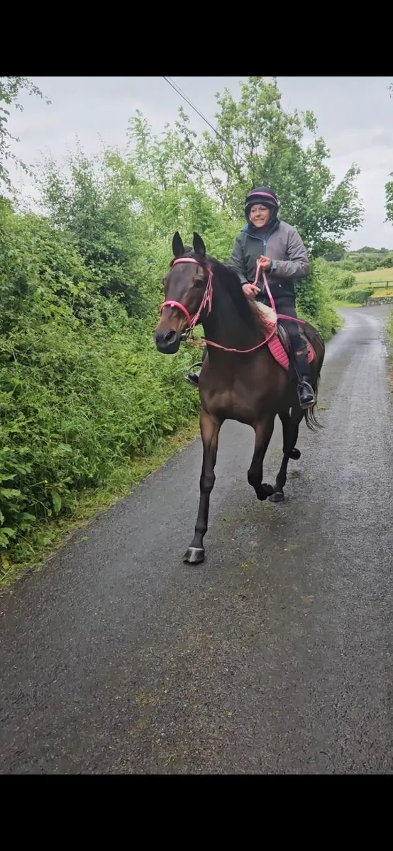 16.1 safe riding horse - Image 4
