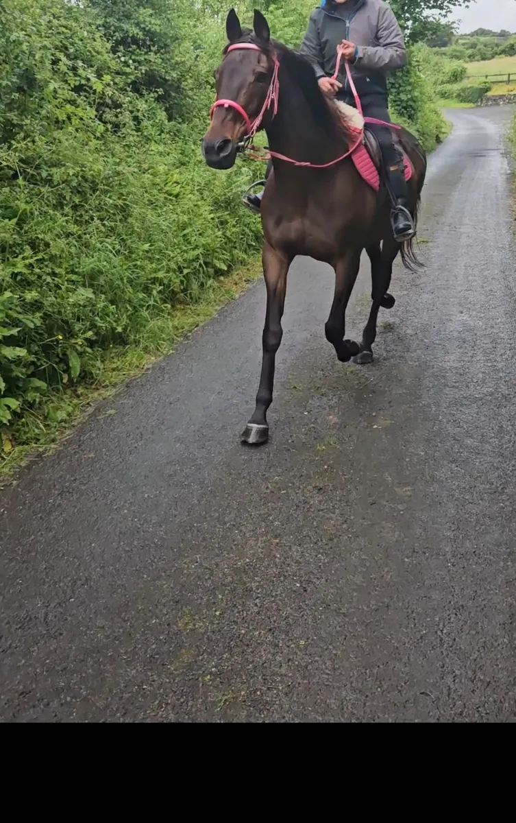 16.1 safe riding horse - Image 1