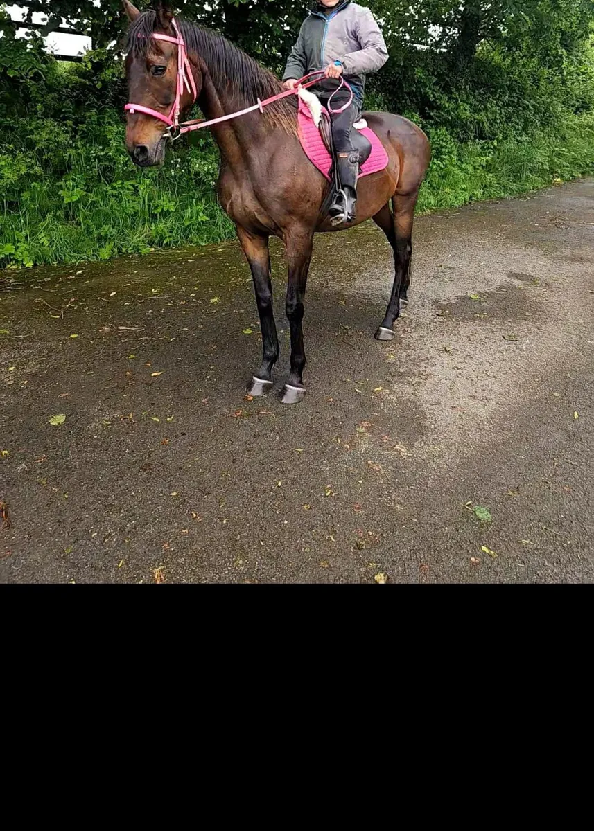16.1 safe riding horse - Image 2