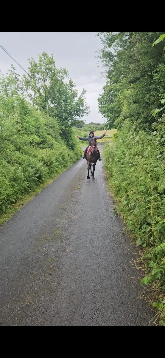 16.1 safe riding horse - Image 3