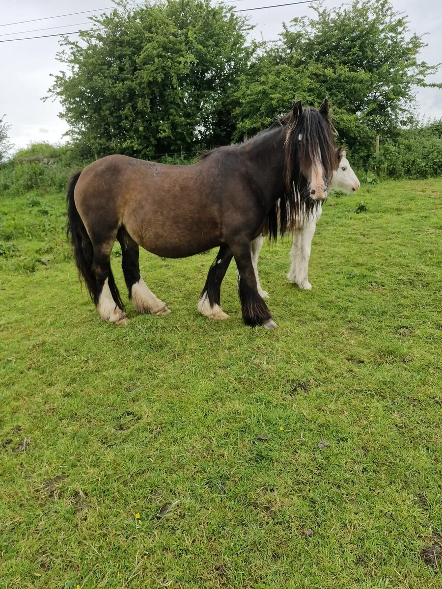 Mare & foal - Image 1