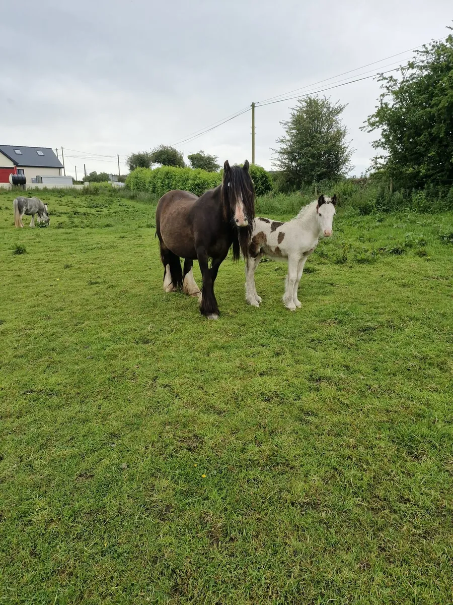 Mare & foal - Image 2