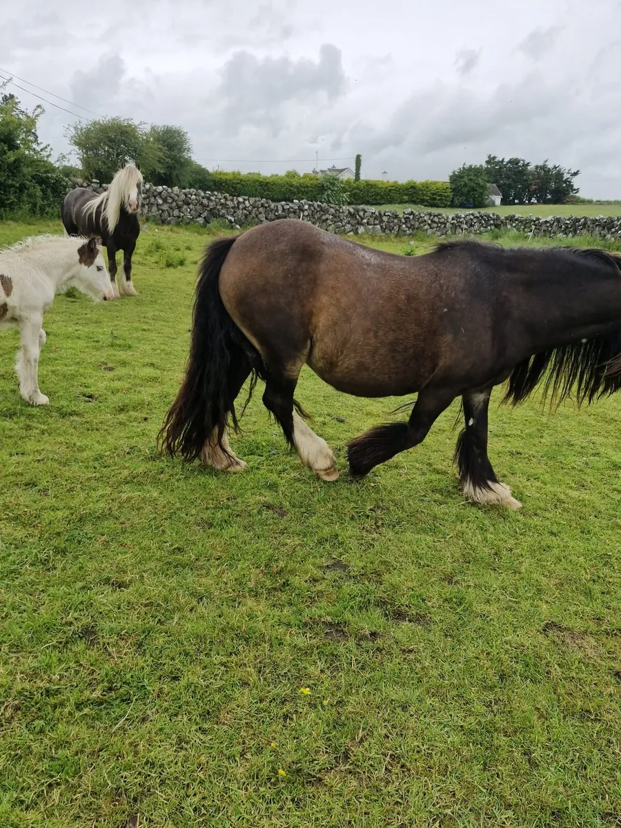 Mare & foal - Image 3
