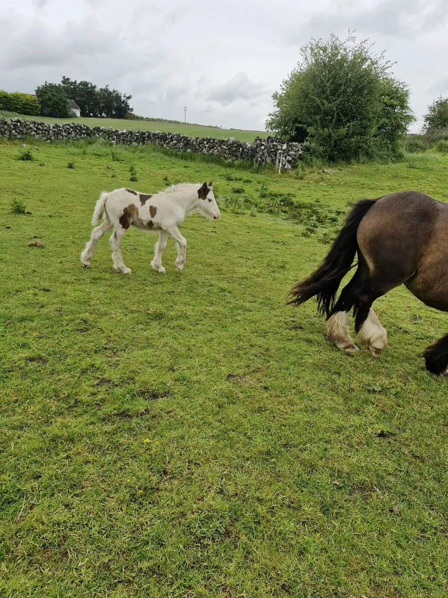 Mare & foal - Image 4
