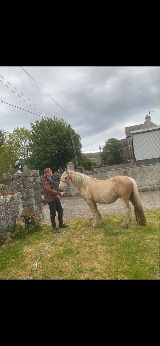 Horse - Image 1