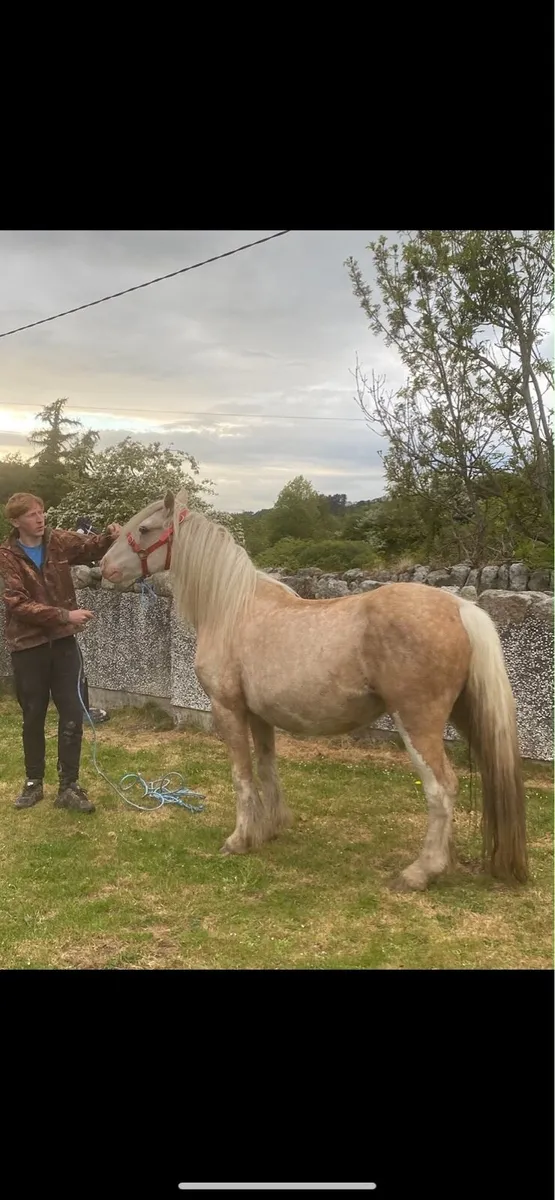 Horse - Image 2