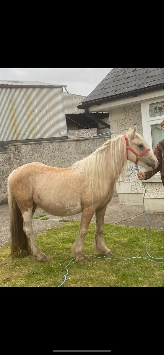 Horse - Image 3