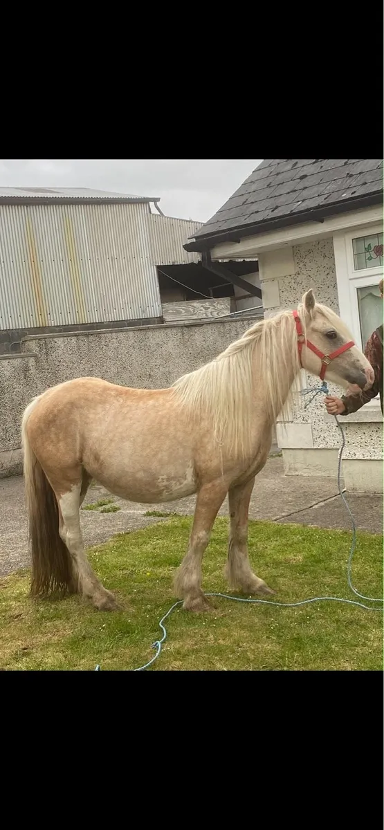 Horse - Image 4