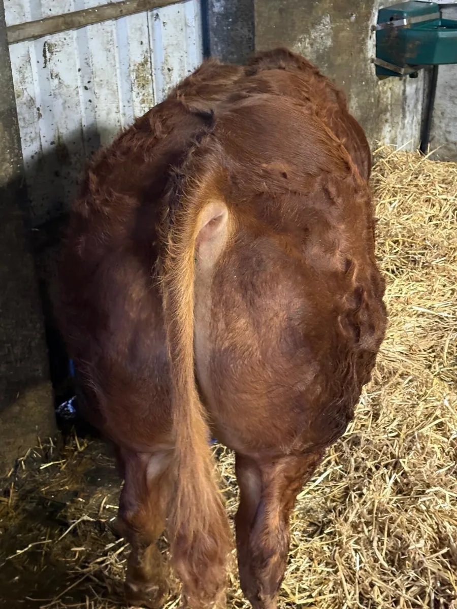 Super Hybrid Bull - Image 3