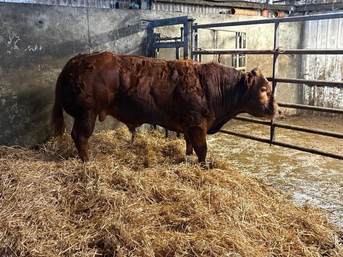 Super Hybrid Bull - Image 4