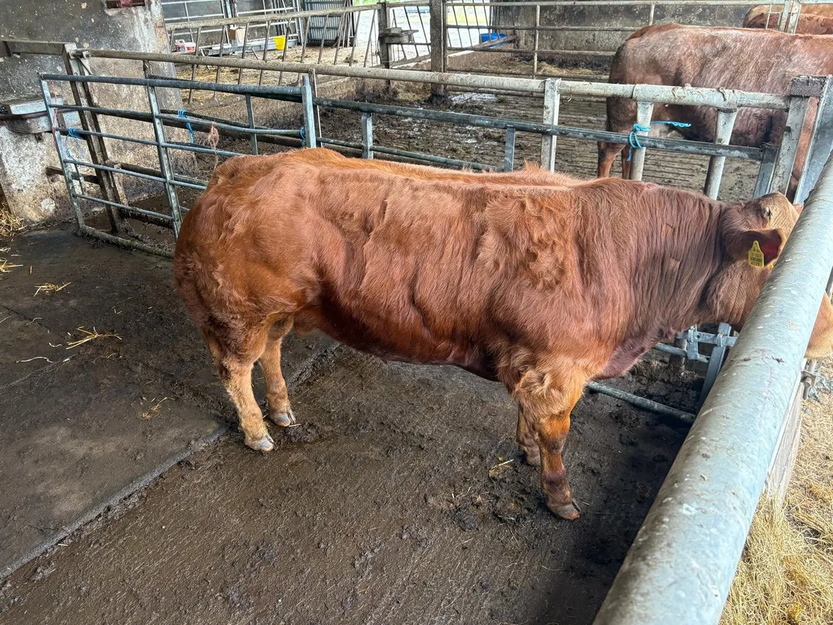 Super Hybrid Bull - Image 2