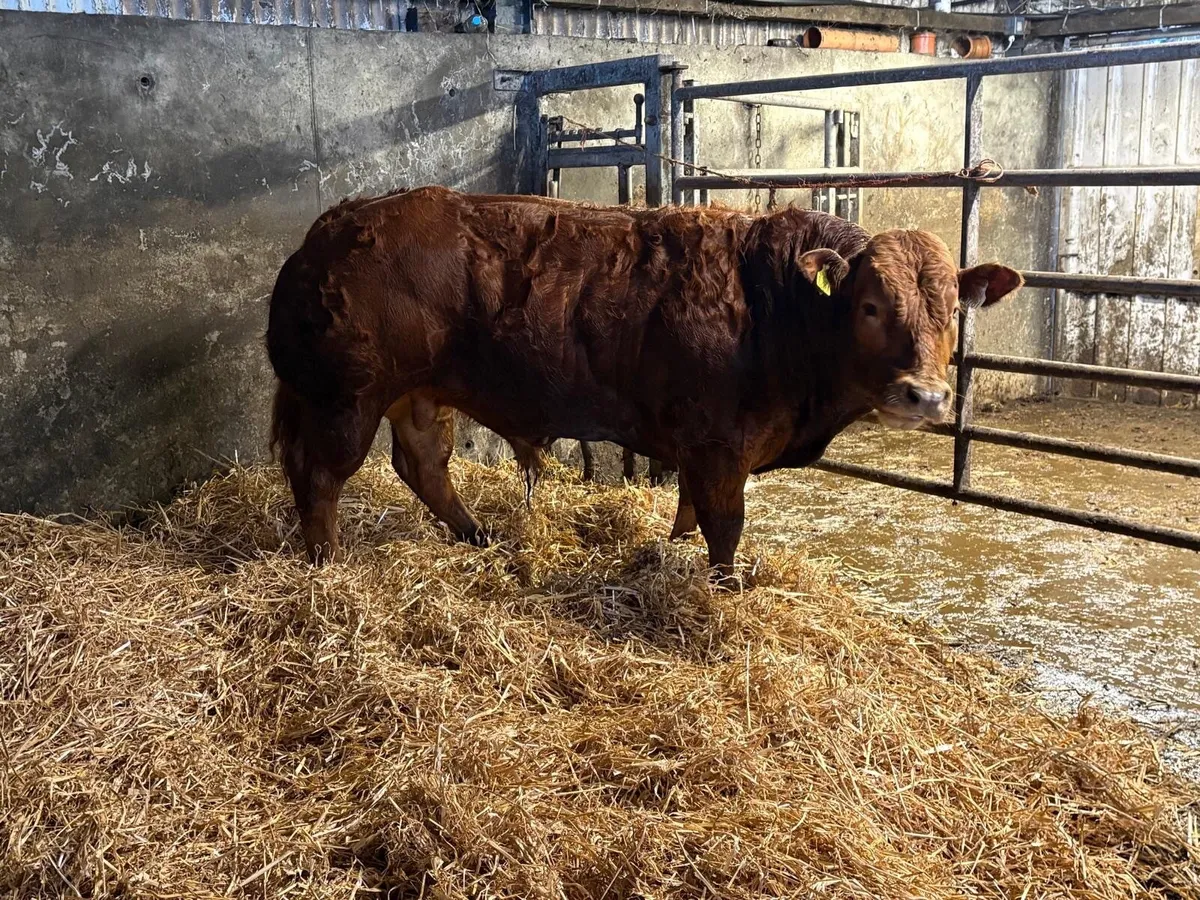 Super Hybrid Bull - Image 1