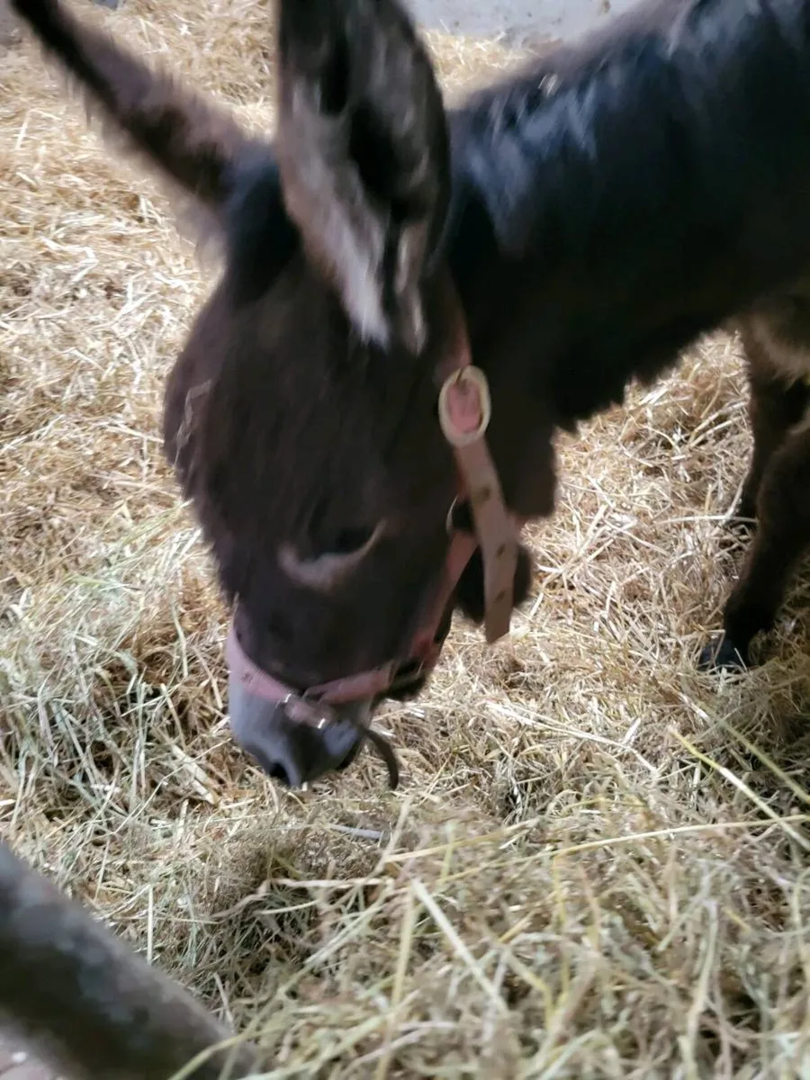 Anyone have an orphan mini donkey foal?