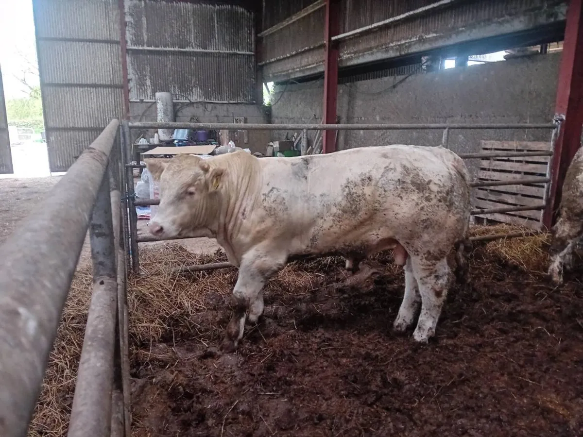 💥Pedigree NON registered charolais bulls 💥 - Image 1