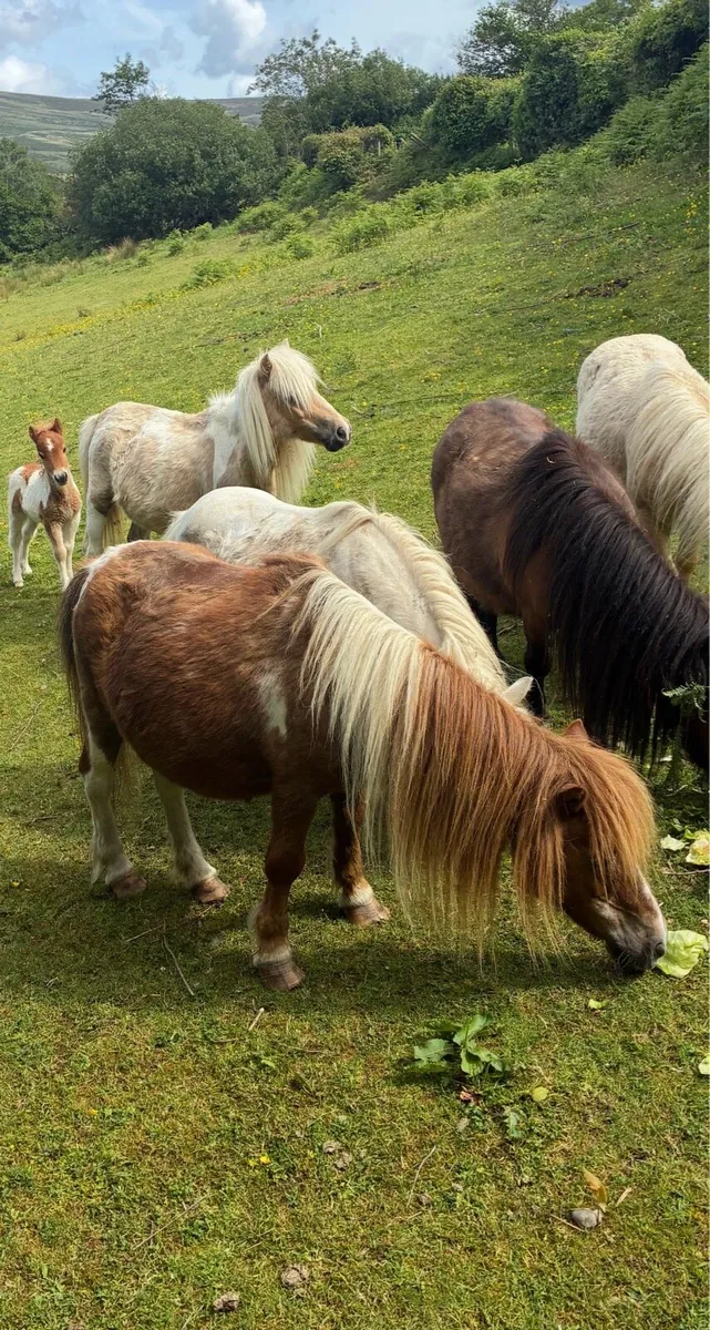 Horses - Image 1