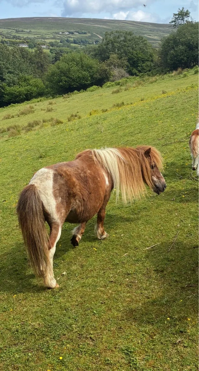 Horses - Image 2