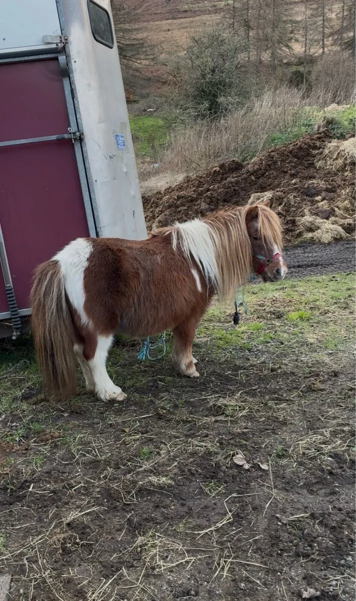 Horses - Image 3