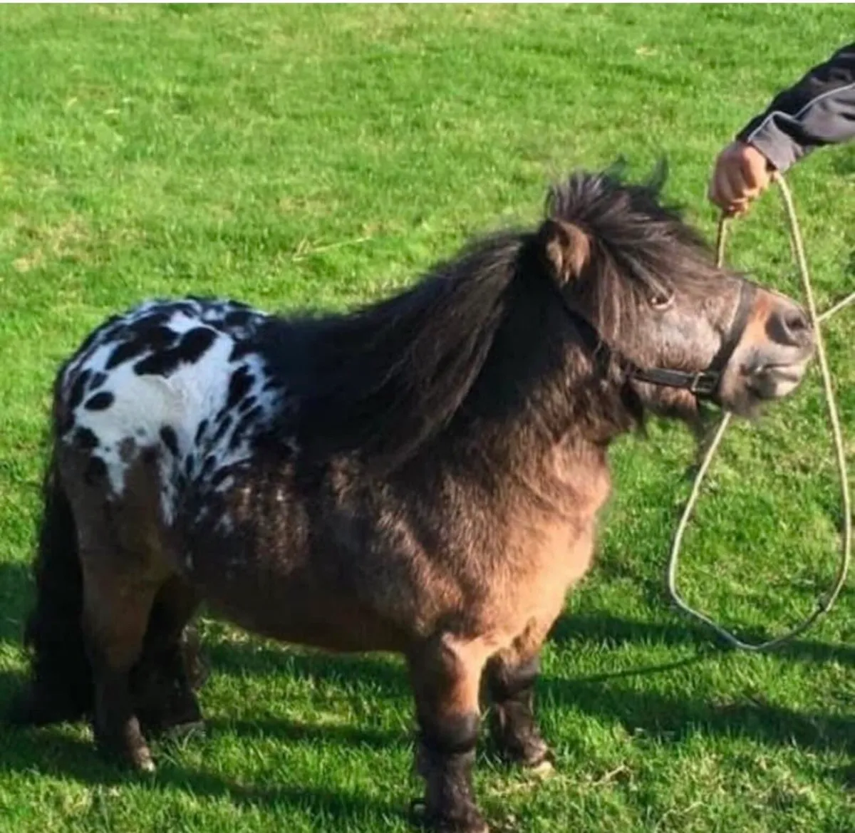 Horses - Image 4