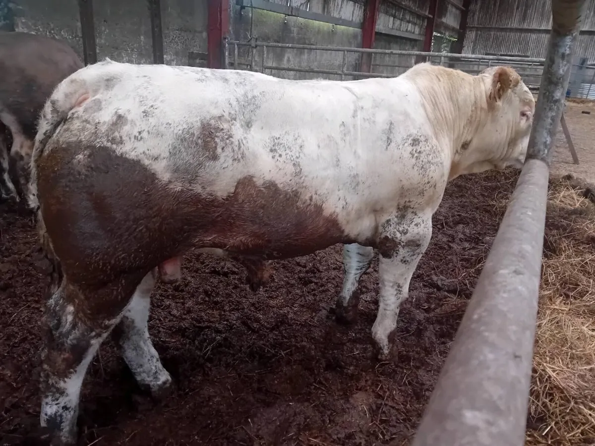 💥Pedigree NON registered charolais bulls 💥 - Image 2
