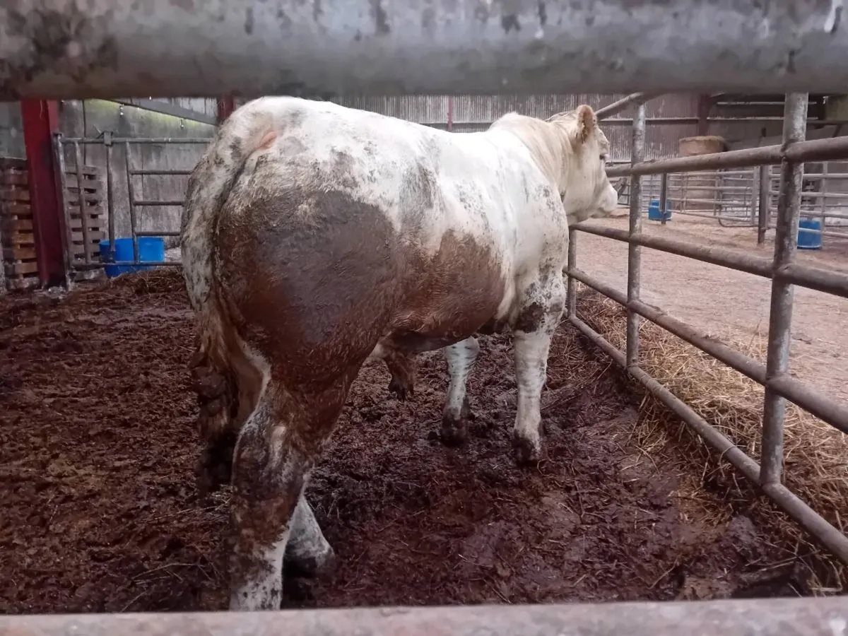 💥Pedigree NON registered charolais bulls 💥 - Image 3