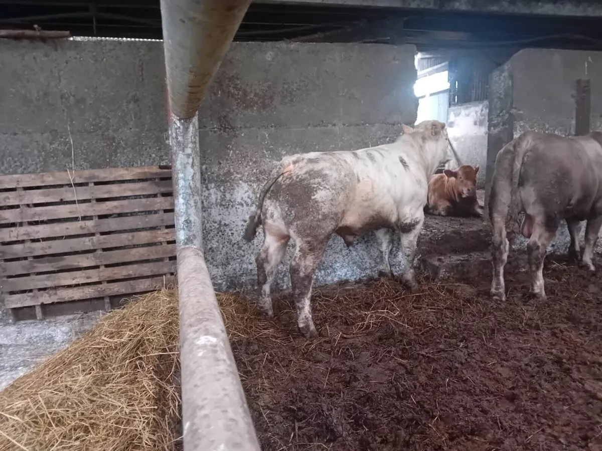 💥Pedigree NON registered charolais bulls 💥 - Image 4