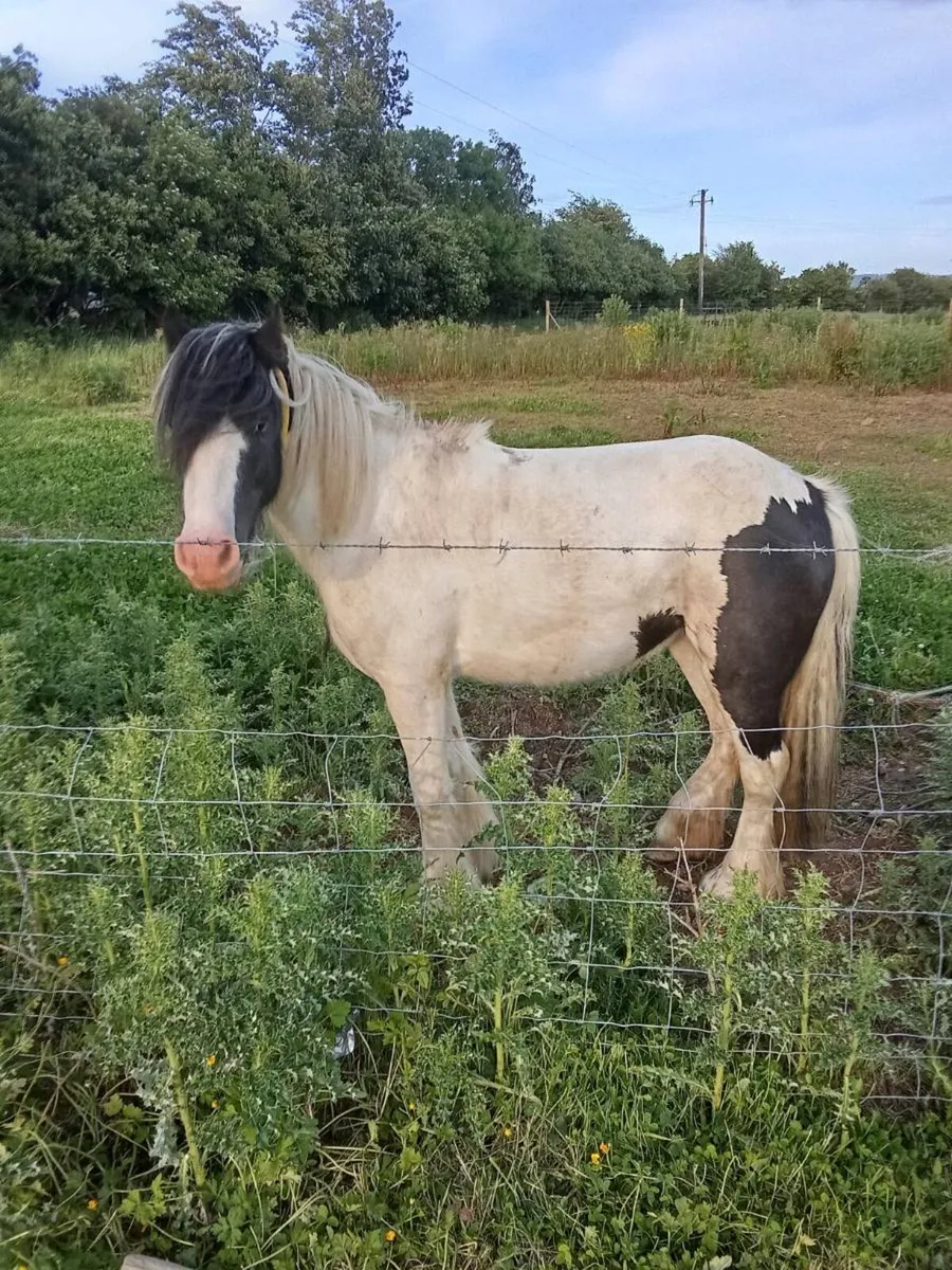 Mare pony - Image 3