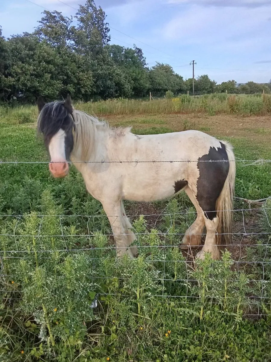 Mare pony - Image 1