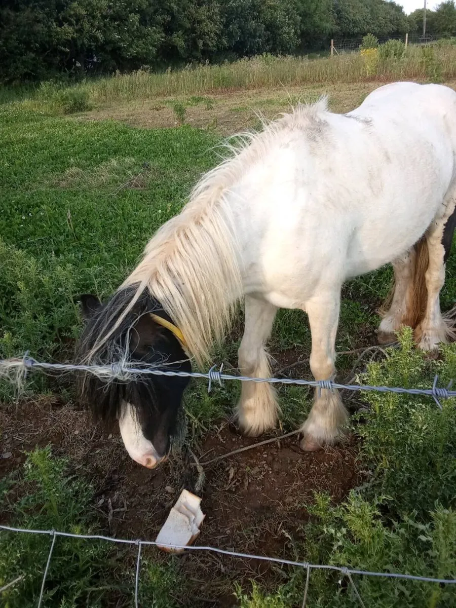 Mare pony - Image 2