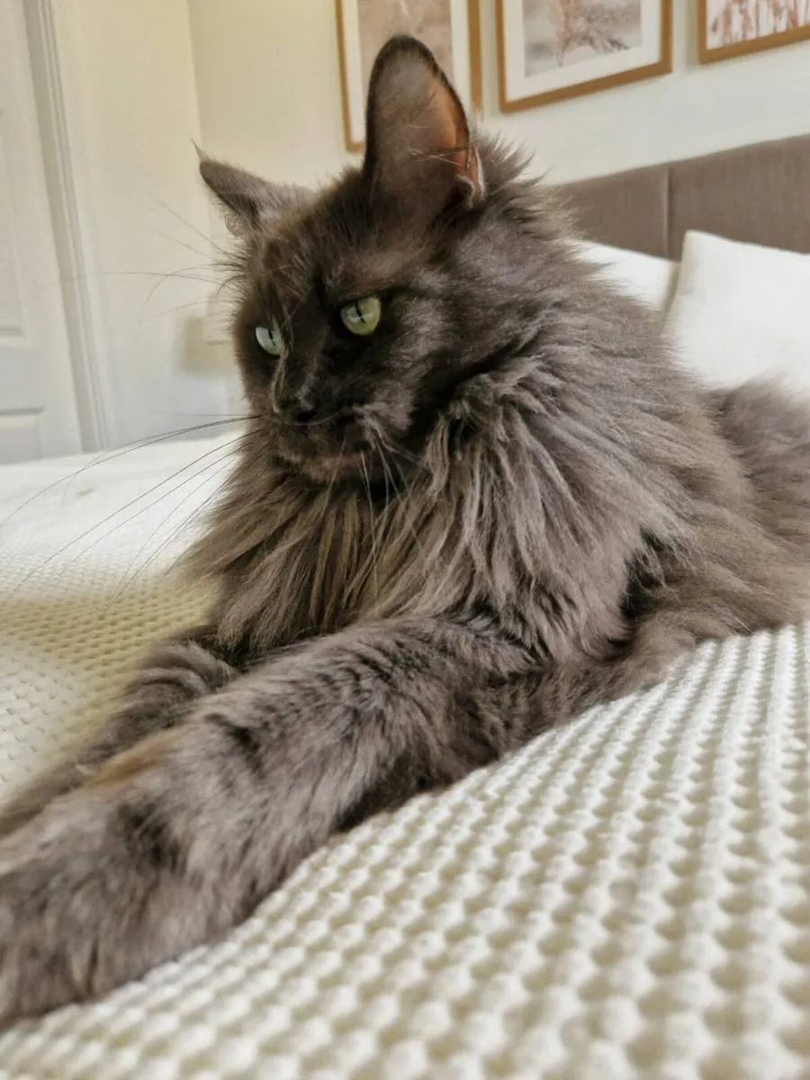 Maine Coon x Ragdoll mix - Image 3