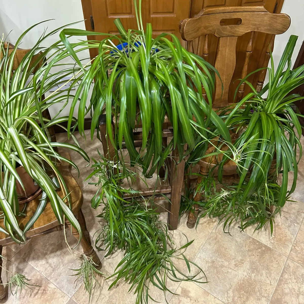 Spider plants - Image 1