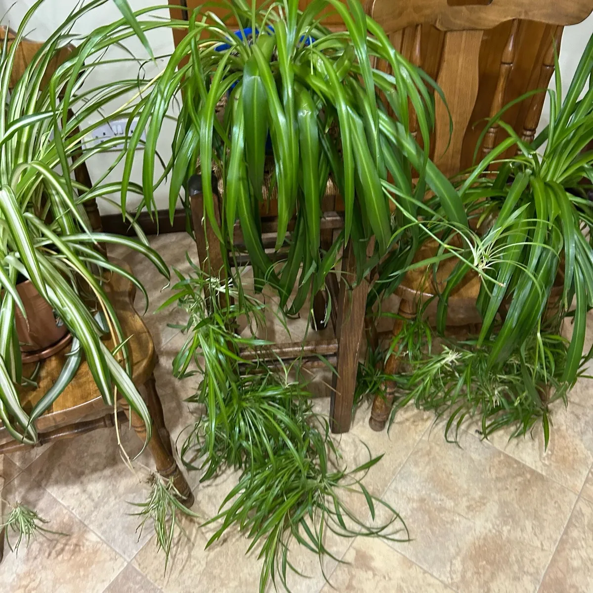 Spider plants - Image 2