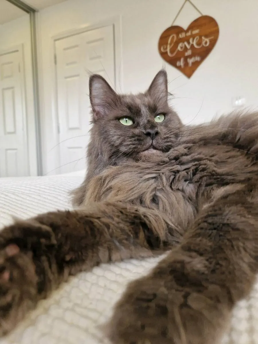 Maine Coon x Ragdoll mix - Image 1