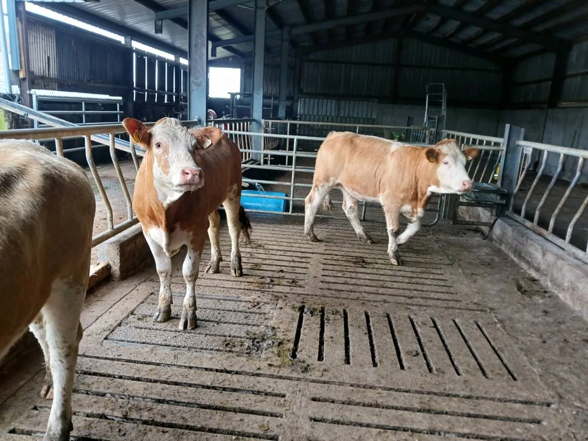 Simental Heifers - Image 1