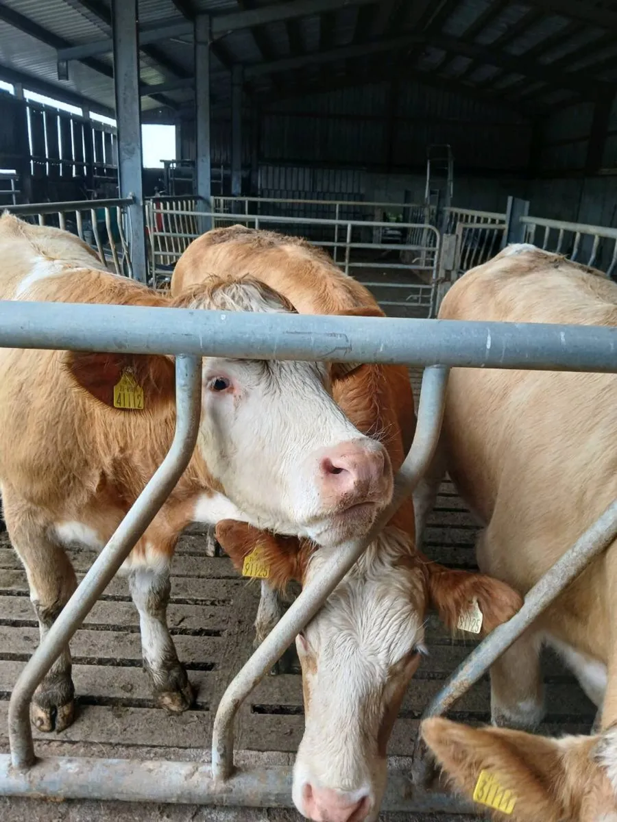 Simental Heifers - Image 2