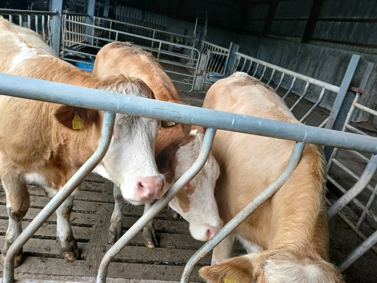 Simental Heifers - Image 3
