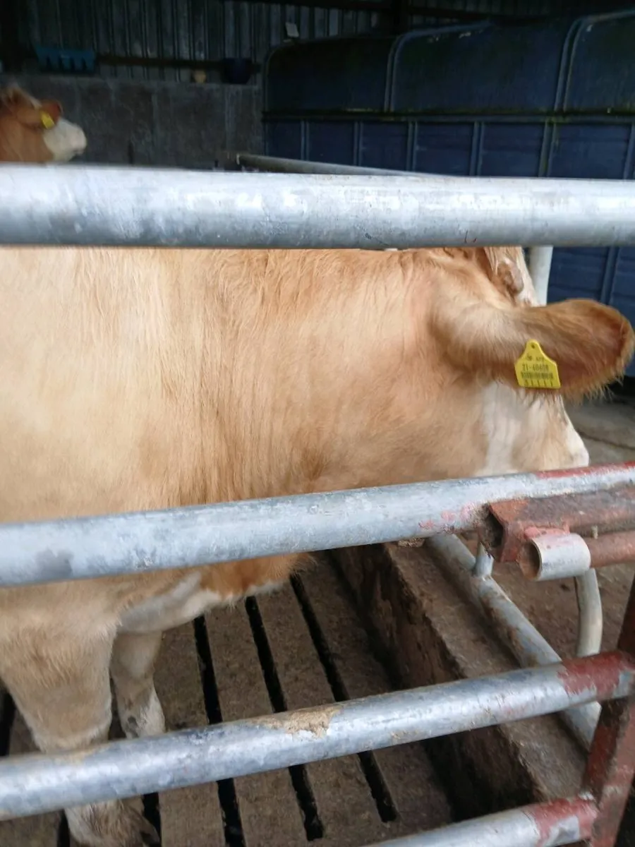 Simental Heifers - Image 4