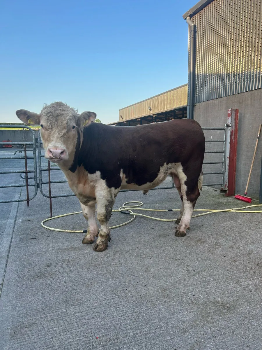 Hereford bull - Image 2