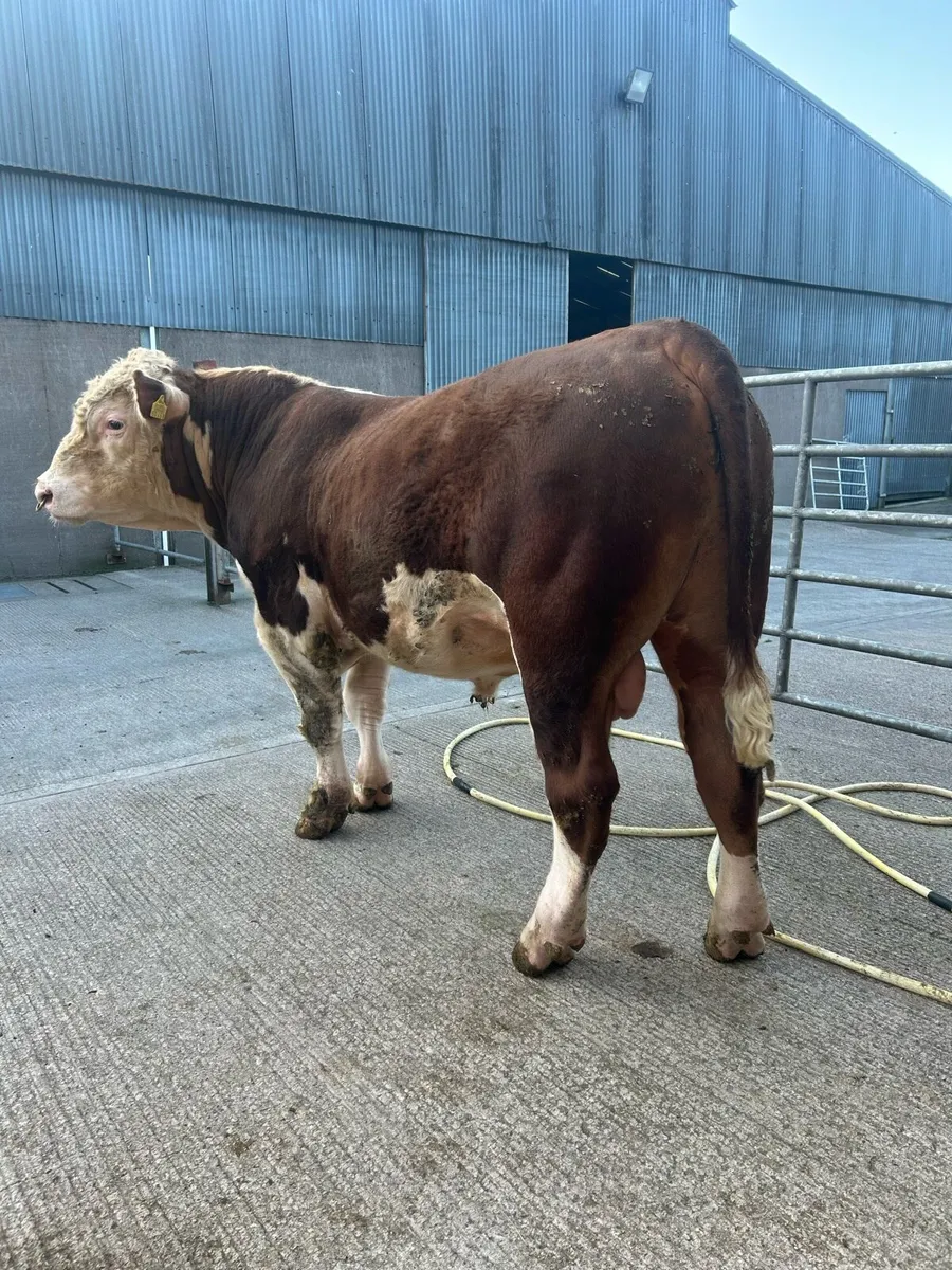 Hereford bull - Image 3