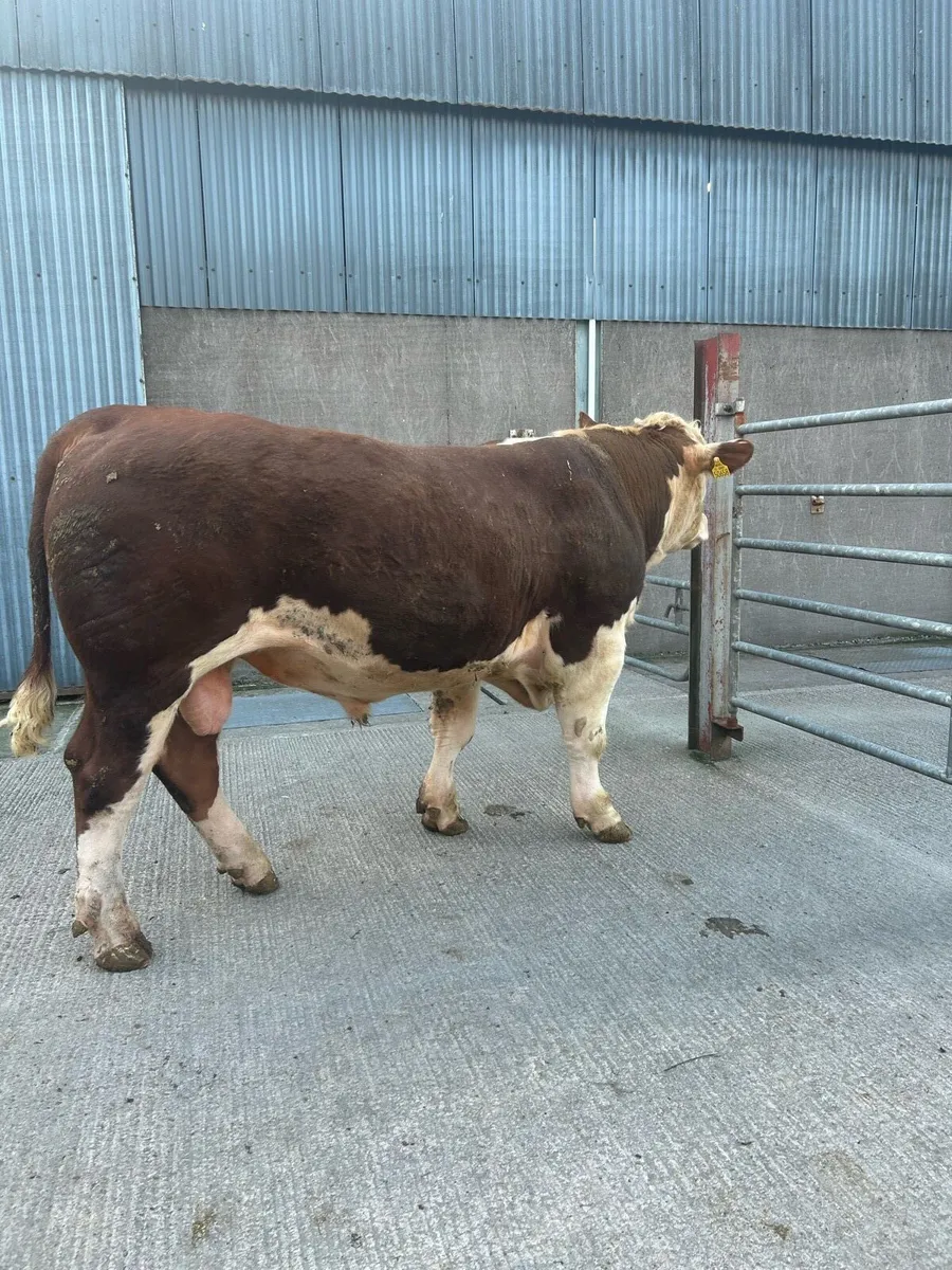 Hereford bull - Image 4