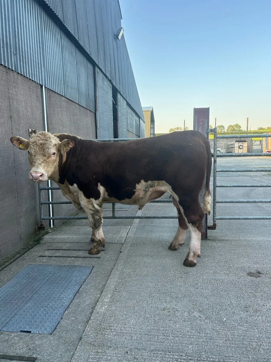 Hereford bull - Image 1