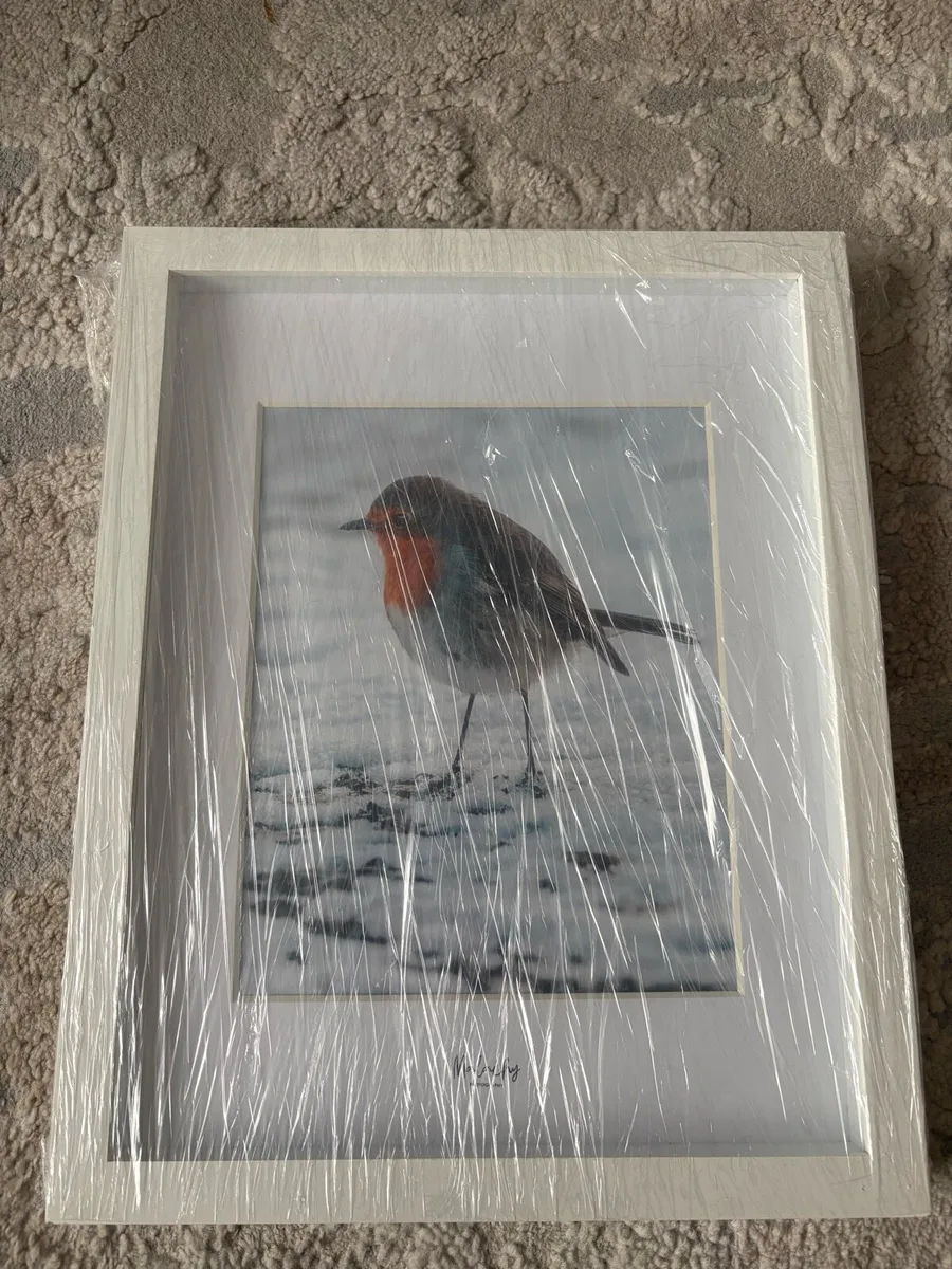 Framed Photo of Robin - Image 1