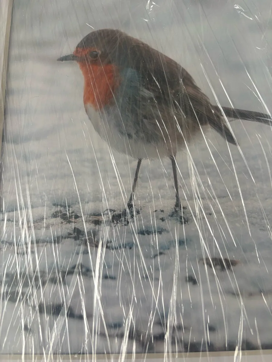 Framed Photo of Robin - Image 2