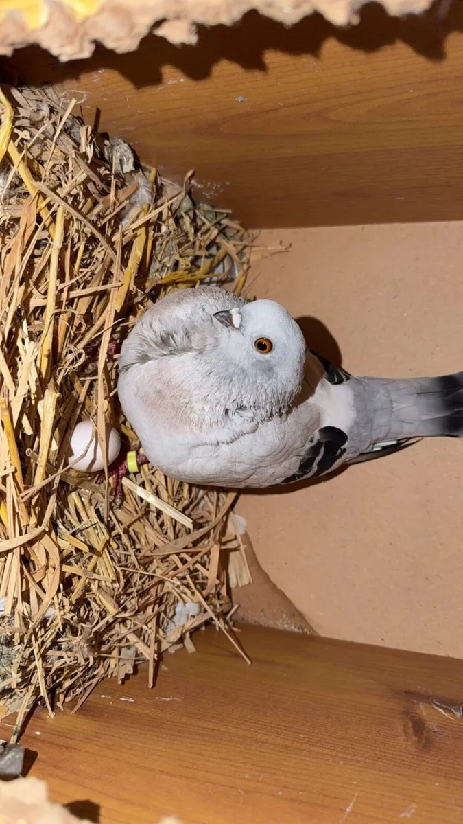 Pigeons - Image 2