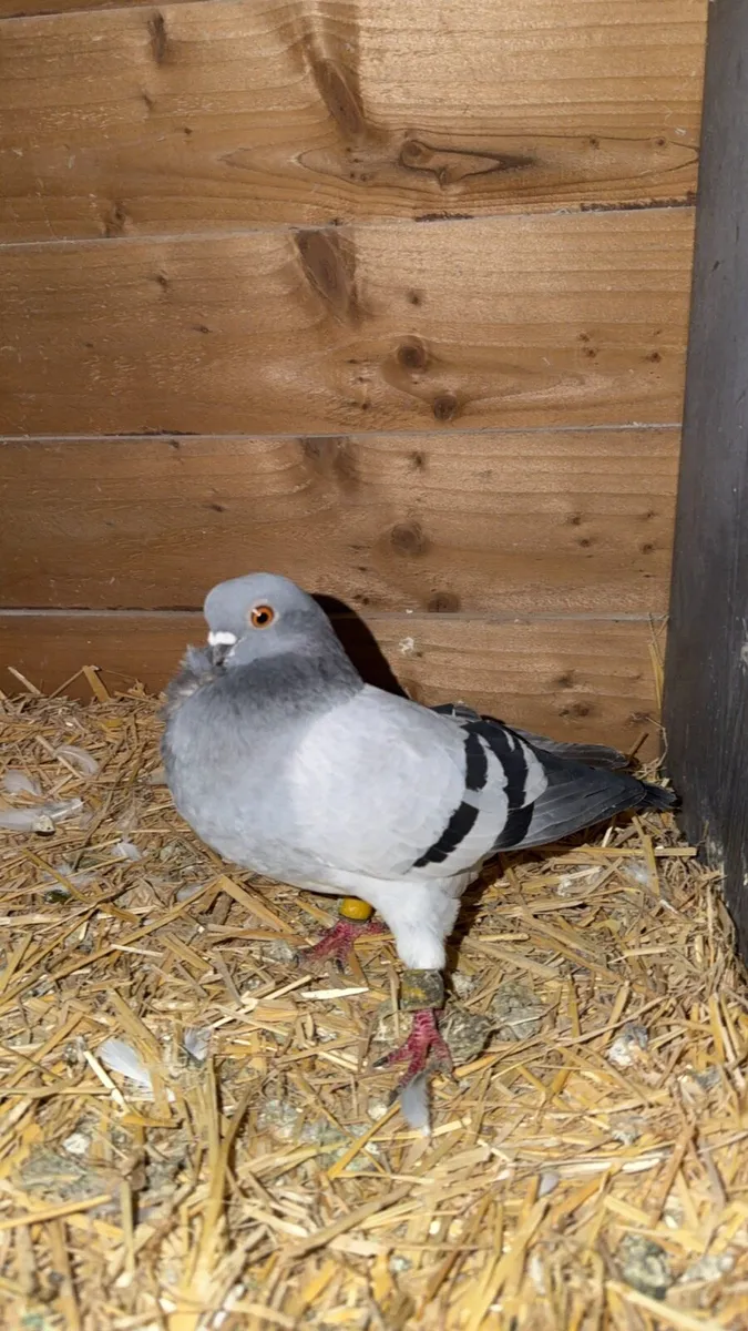 Pigeons - Image 3