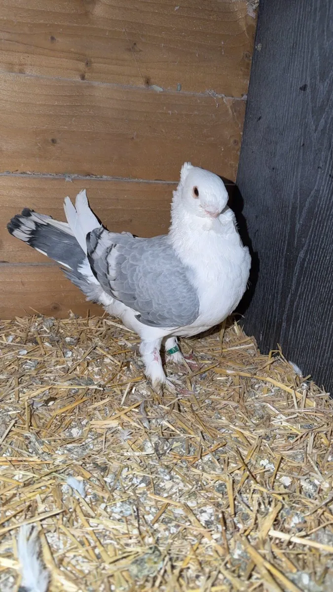 Pigeons - Image 4
