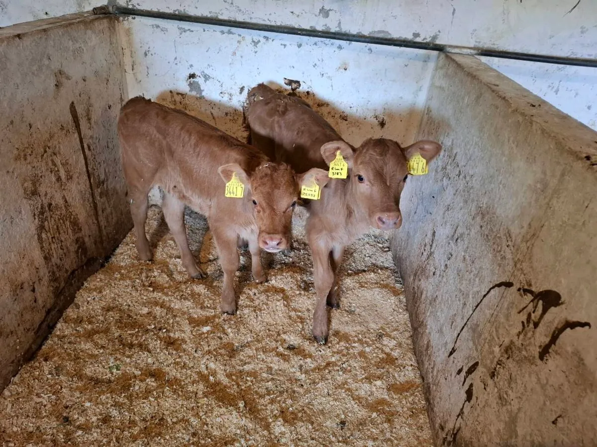 Calves for sale - Image 3