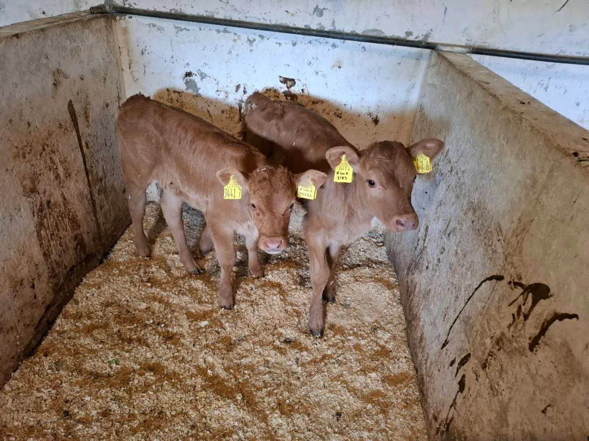 Calves for sale - Image 2