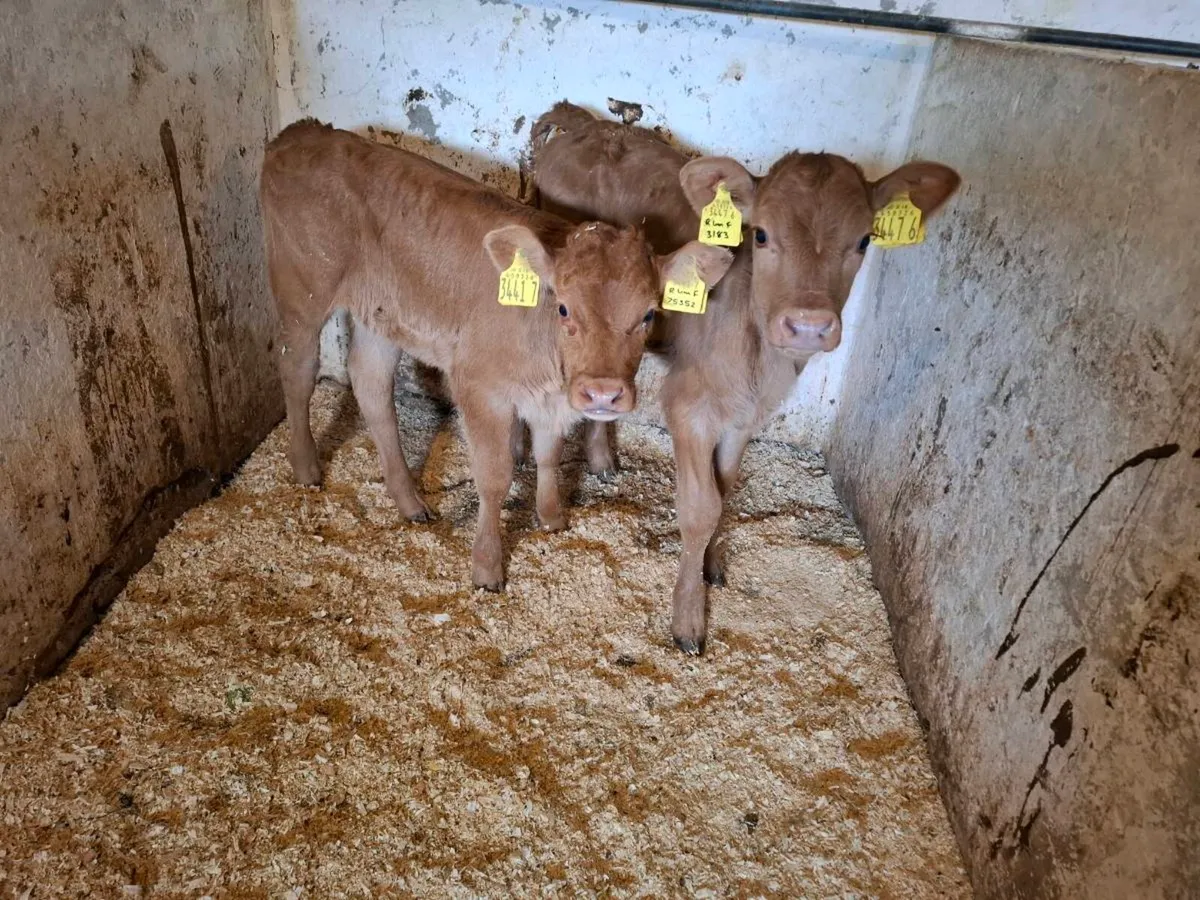 Calves for sale - Image 4