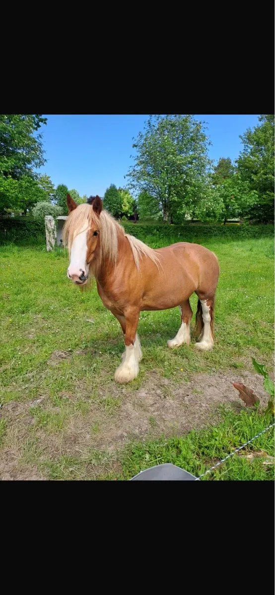 Mare Cob - Image 1
